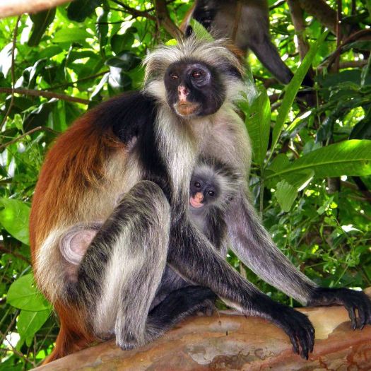 Pemba