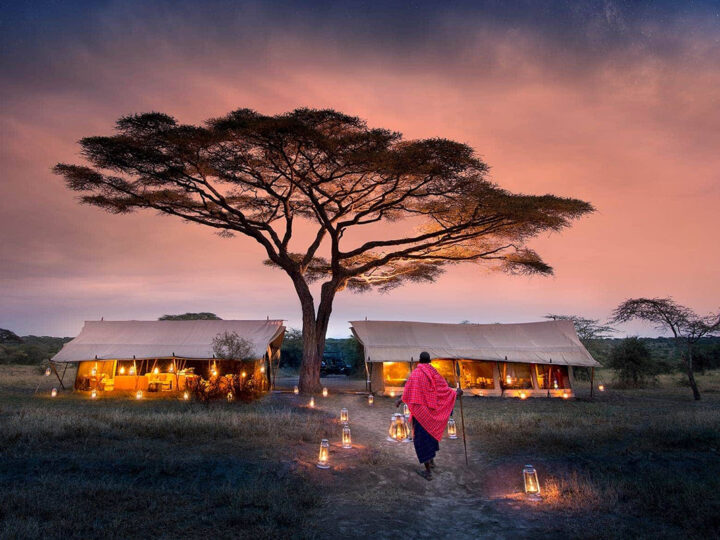 Wildlife on the open Serengeti plains during a Tanzania safari