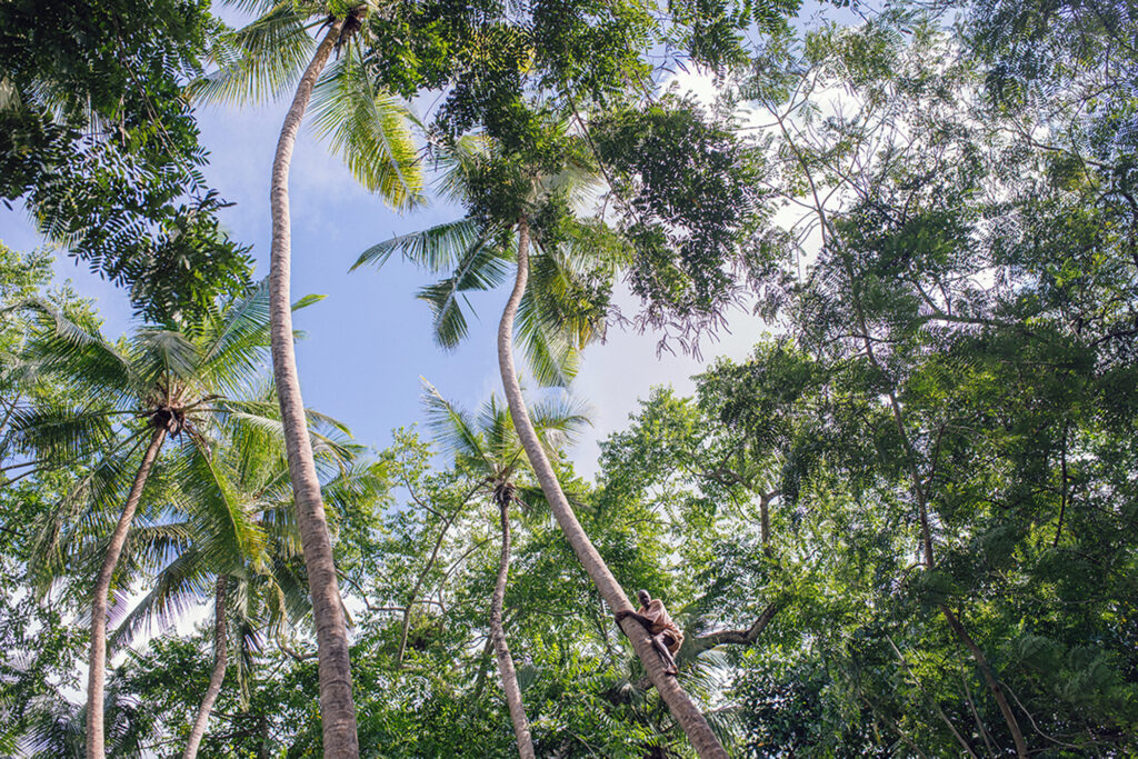 Spice Tour | Zanzibar the Spice Island Experience