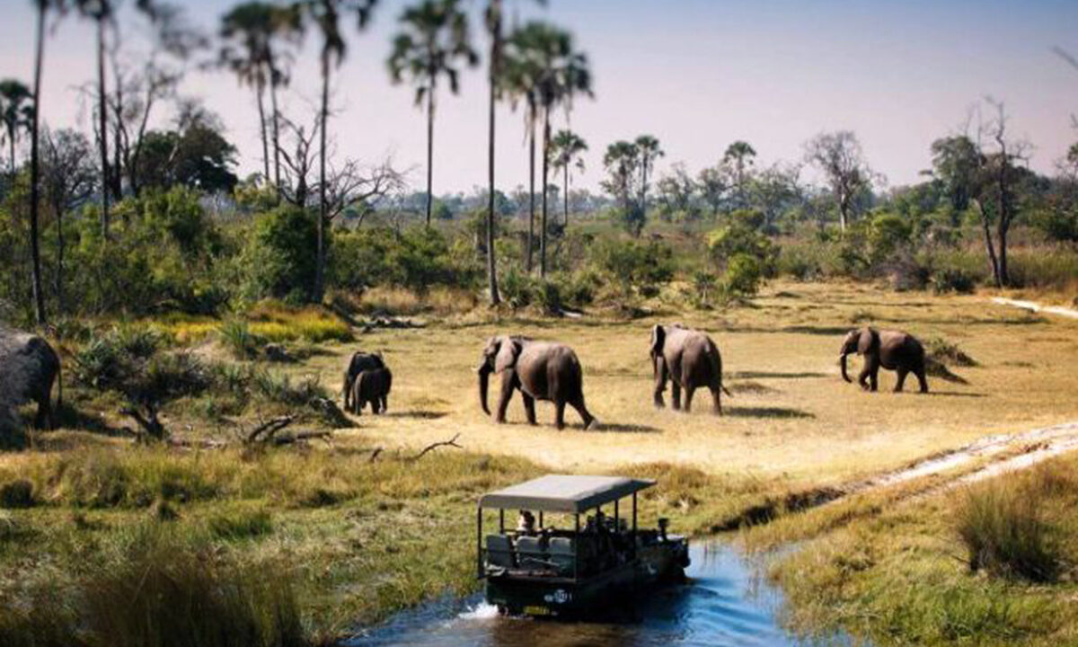 Elephants among ancient baobab trees in Tarangire National Park, Tanzania