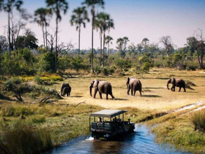 Elephants among ancient baobab trees in Tarangire National Park, Tanzania