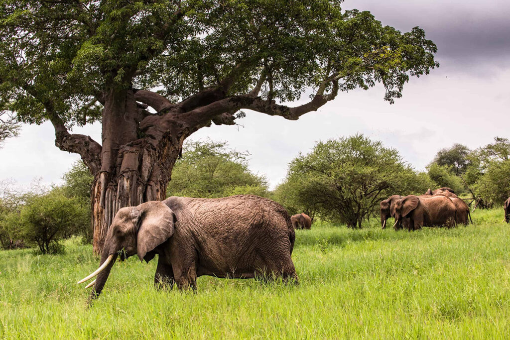 Trek and Wilderness Safari to Zanzibar Beach Relaxation | 7 Days 6 Nights Adventure